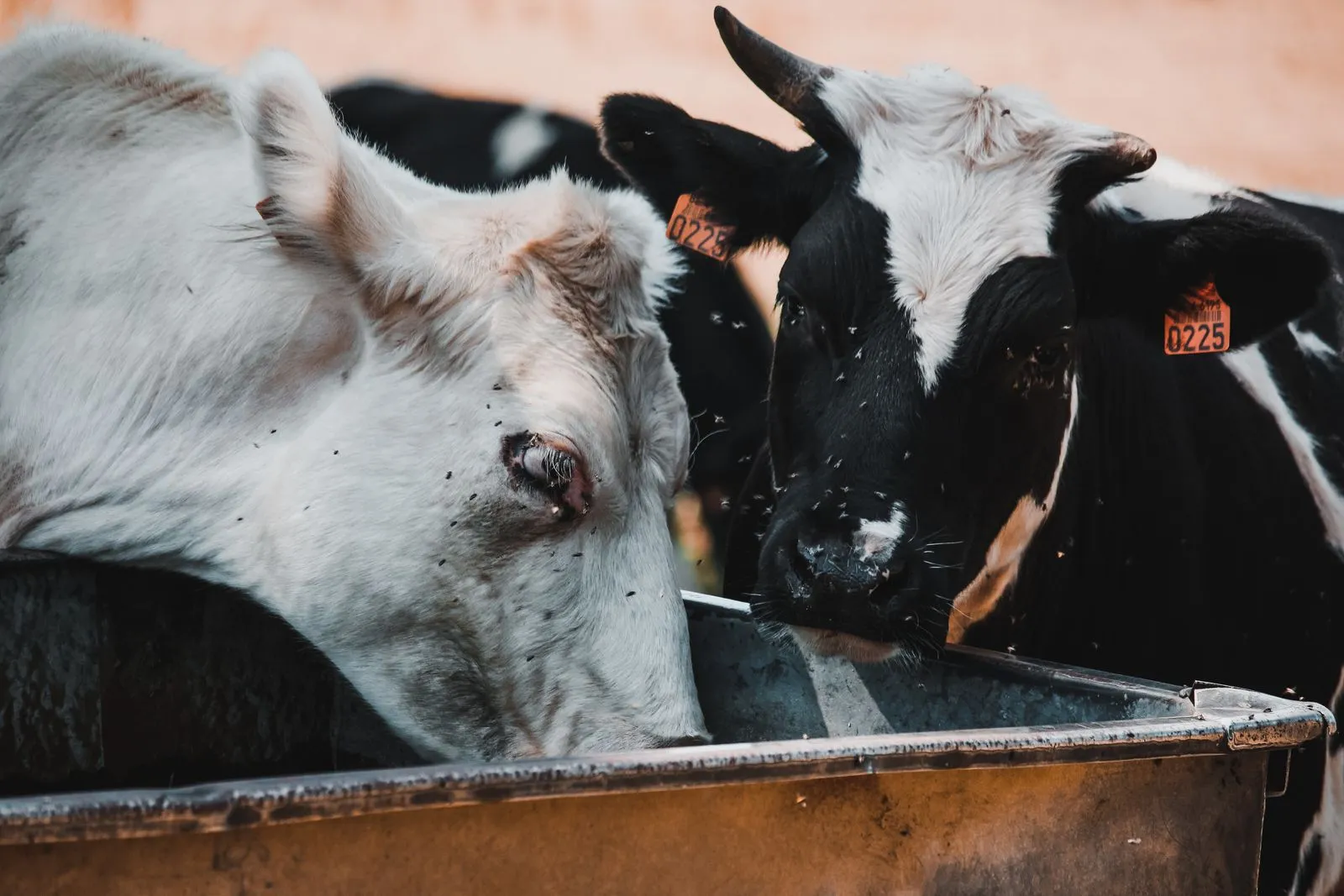 Close-up of cows with ear tags drinking water at a trough in a rural farm setting.
