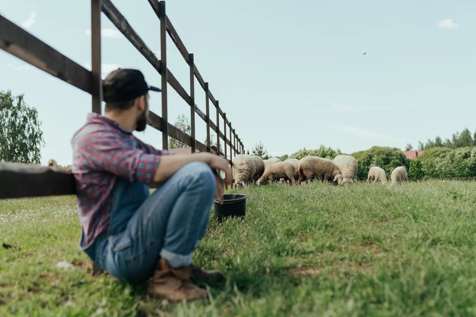 A pastoral scene of a farmer relaxing in a field, surrounded by his flock of sheep.